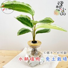 理想小品 青蓮竹芋 玻璃水耕盆栽, 1個, 青蓮竹芋+玻璃金字塔瓶