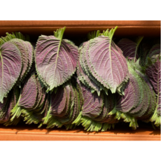 경산하양 찹찹이깻잎 전문농장 당일수확 산지배송, 500g, 1개