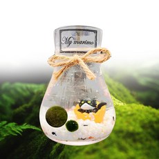 마리모&모스볼 키우기 세트 (DIY) 호리병 음성수초, 1개