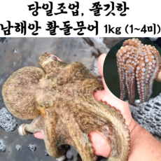 당일조업 통영 여수 자연산 활 돌문어 생물 문어, 1박스, 돌문어 2kg (2~8미)