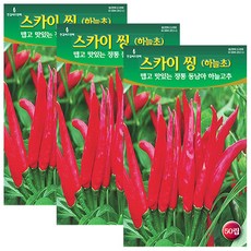 세인화분 스카이 씽 하늘초 50립 - 매운 고추씨 고추씨앗 하늘고추, 3개