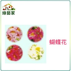 綠藝家 蝴蝶花種子 0.3克(約300顆)