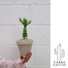 귀여운 테이블사이즈 청화각금 선인장 - 화분 2type, 쵸코마블토분(받침불포함), 1개