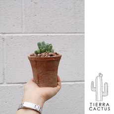 아기자기한 미니 화분 3종 금호 생선뼈 축전 - 더티빈티지 토분S, 축전(받침포함), 1개