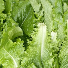 국산 잎로메인 로메인상추 청상추, 1kg, 1개