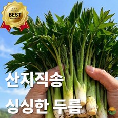 강원도 눈꽃 땅두릅 특품 산지직송 봄나물, 1개, 250g