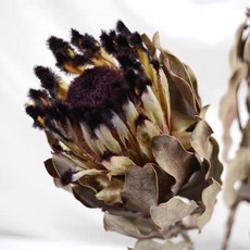 假花 仿真花 人造花 佛塔班剋木南非進口鮮切花高端稀有小衆花材家庭瓶插婚慶手捧花束, 皇后, 1個