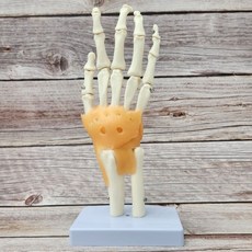 손 관절 모형 손뼈 인체 해부학 손가락뼈 가동형 구조 스탠드, 1세트, 인대포함