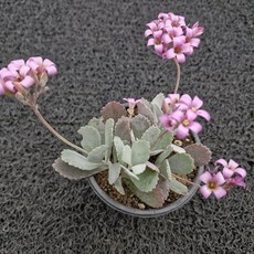 봄의정원 백은무 다육, 1개