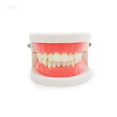 제이원잡화점 치아모형 입모형