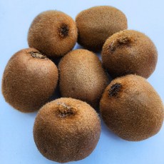 [은실농장] 키위/참다래5kg[원산지:국산(경상남도 창원시 마산합포구)] 농장직송 새콤달콤 건강한 맛 비타민 C의 보고 강력한 항산화제 정직한 재배, 1박스, 소 5kg