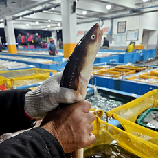 [진우수산] 통영 자연산 손질 바다 장어 소스2종 포함, 1개, 특대 1kg(2~3미)