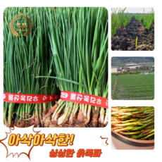 [굿피플] 흙쪽파 쪽파 파 흑파 깐쪽파 실파 잔파, 1개, 3kg