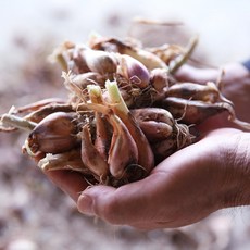 다보농장 예천 쪽파종구 1kg 쪽파씨앗 종자, 1개