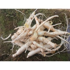 삼계탕인삼 실속 막파삼 30-40뿌리 대용량 흠있는 파삼, 1kg, 1개