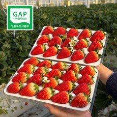 [당일수확/배송] 농가 직접판매 GAP인증 프리미엄 금실딸기, 1개, 400G