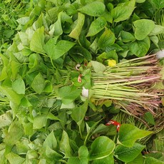 [26년모종] 2달한정 튼실한 호풍미고구마 고구마순, 1박스, 3kg