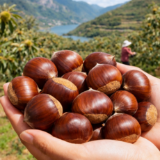 [반값초특가] 한정물량 꿀맛생밤 알밤 공주밤, 1박스, 5kg