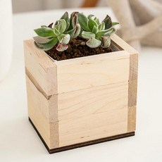 (우든웨어) 초록업사이클링-우유팩활용, 기본우든웨어1개+다육식물10개+흙추가