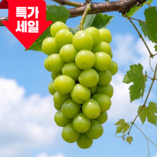 [초특가할인] 30박스 한정수량 초고당도 샤인머스켓, 1박스, 500g