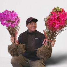 서울농원묘목/철쭉나무 분묘 5주묶음 영산홍(빨강) 자산홍 백철쭉 울타리 원예 조경 봄을부르는 꽃나무, 1개, 영산홍, 영산홍 5주묶음