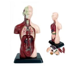 라라숑 인체 장기 모형 해부 해부학 인체 탐구 의사 신체 구조, 1개