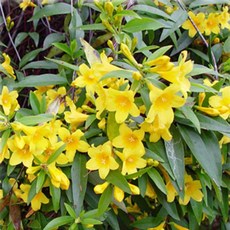 개나리자스민 1+1 키우기 쉬운 향기 식물 봄꽃 화분 온정원