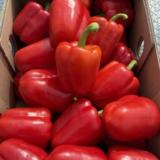 농진사 빨강 홍 파프리카 국내산, 1개, 2kg