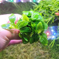 아누비아스 미니골든나나 큰벌브, 1개