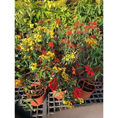 花花世界 羽毛花 5吋盆/高30-40公分 切花花材 冬春開花, 1個, 不挑花色