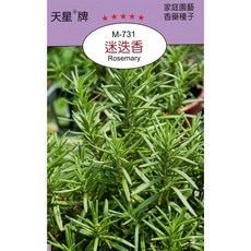 天星牌 迷迭香 Rosemary 種子 (M-731) - 野菜部屋穗耕種苗, 1包