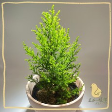 歪皮植物 香冠柏 金綠葉自帶檸檬香 耐熱耐旱 陽台窗邊造景 新手好養 聖誕樹必備 觀型植栽 四季常綠療癒滿分