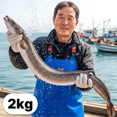 새벽조업직송 손질 바다 장어 구이용, 1개, 2kg