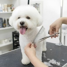 OFFHOLIC 강아지 고양이 미용 둥근끝 안전 가위, 1세트, 혼합색상