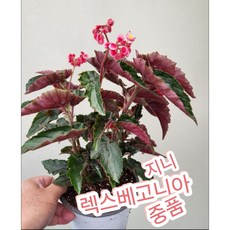 렉스베고니아 지니 중품, 1개