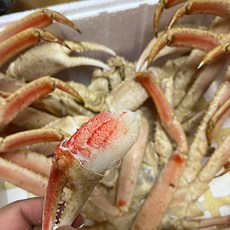 러시아 청정해역 자연산 박달대게 자숙 프리미엄 선물세트, 1개, 2kg