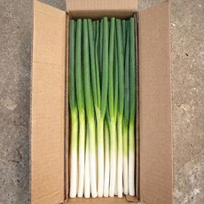 울팜 수입대파 중국산 손질 대파 깐대파 대용량, 1개, 10kg