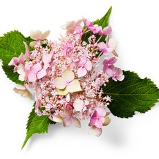 수국 렛츠댄스 캔두 P13 포트묘 사계수국 반복개화 노지월동, 1개