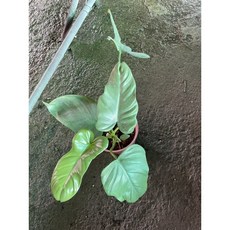 霏霏園藝琴葉曼綠絨5吋盆栽 室內綠植盆栽 療癒系盆栽 新手推薦 特價優惠中, 1個