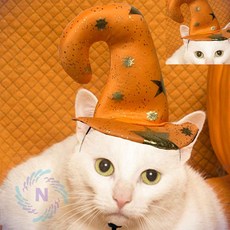 펫 할로윈 마녀모자 할로윈모자 파티소품