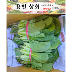 ( 용빈 상회 ) 국내산 단배추 얼갈이 얼갈이배추 800g내외 1단 2단 4단, 1.6kg, 1박스