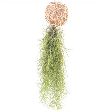 들꽃향기 공중식물 에어플랜트 틸란드시아 인테리어 공기정화 화분식물, 등나무볼 수염틸란, 1개