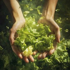 당일수확 유러피안 샐러드 채소 야채 프릴아이스 유럽상추 쌈채소 1kg, 1개