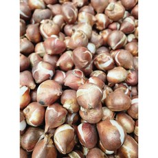 튤립 구근 빨강 랄리벨라 (5개입) 네덜란드 희귀 대성식물, 33. 가브리엘라(5개입)