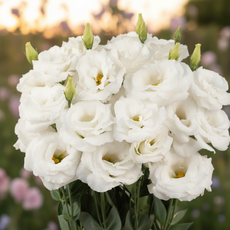 비그린몰 베란다 정원 꽃씨 -화사한 리시안셔스 씨앗 외 시리즈, 리시안셔스 콜론 화이트 10립