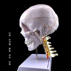 두개골 모형 분리 교구 가능 실습 머리뼈 교육 해부학 인체 교육용 골격 뼈, 5. H 봉합 두개골+경추뼈