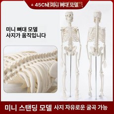 인체 신경 근육 뼈 해골 모형, 45cm 골격 모형
