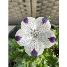 점박이 네모필라, 1개