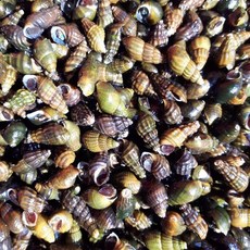 어부가잡는 자연산 다슬기 육수, 1개