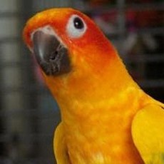 百鳥飛行尿布衣 純手工縫製 適用於虎皮、牡丹、玄鳳、小太陽、藍和尚、綠和尚、金太陽鳥類